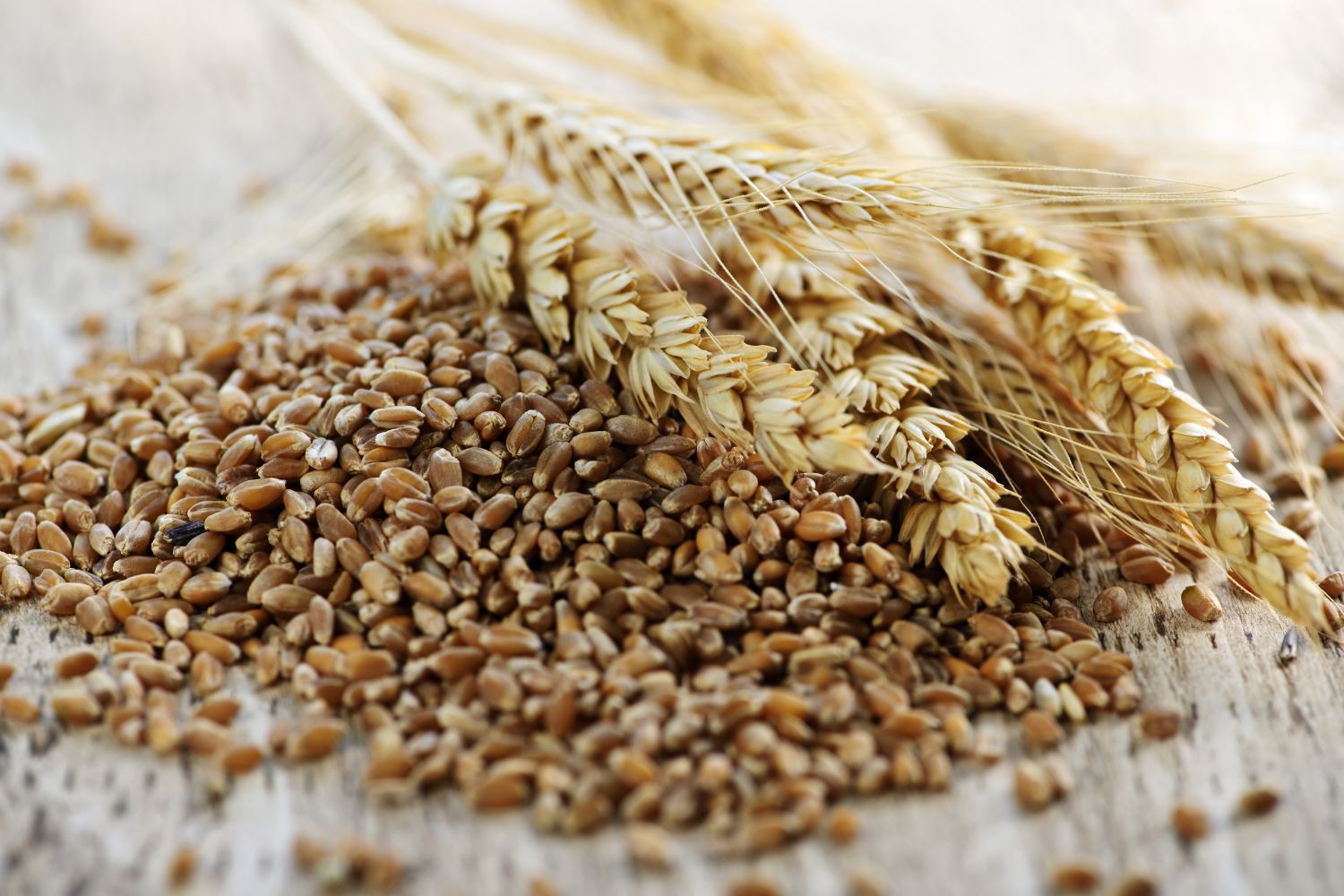 Elena Photo_Whole Grains Vollkorn