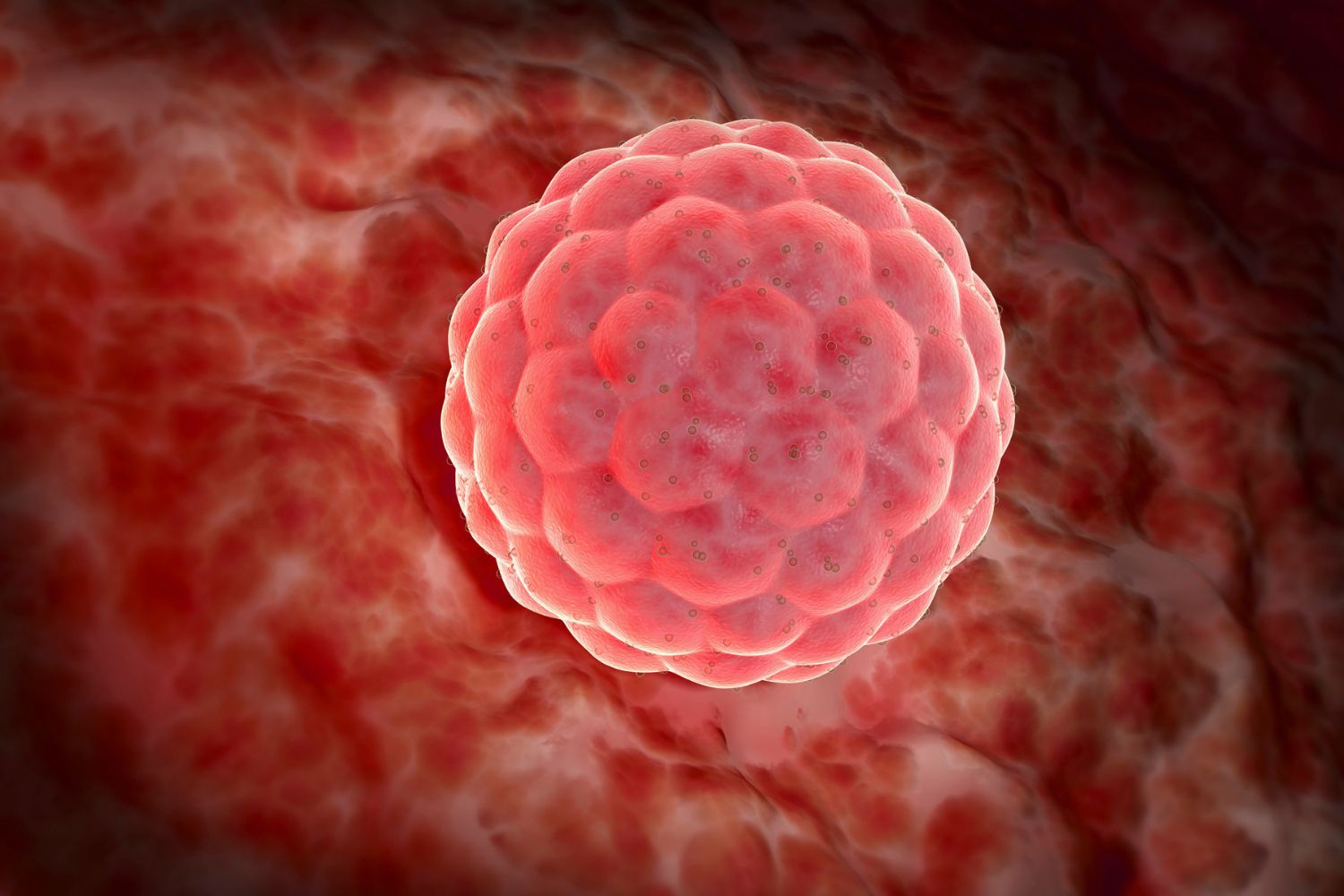 Science Photo Library_Blastocyste Einnistung/Implantation